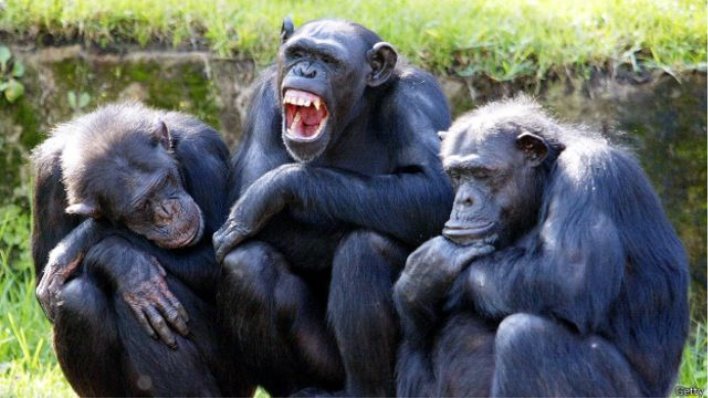 Ученые: шимпанзе - природные убийцы - BBC News Русская служба